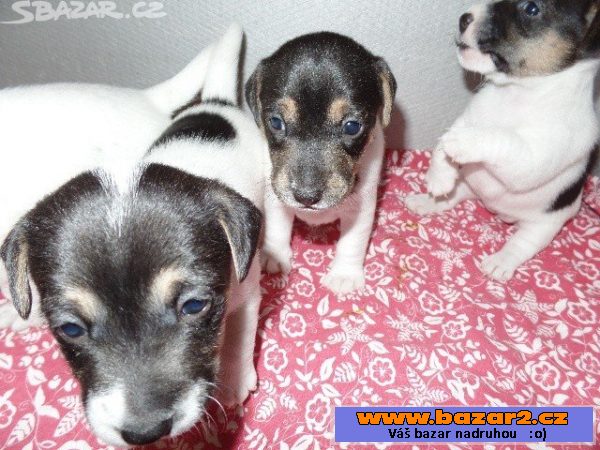Jack Russel terier-krásná štěňátka