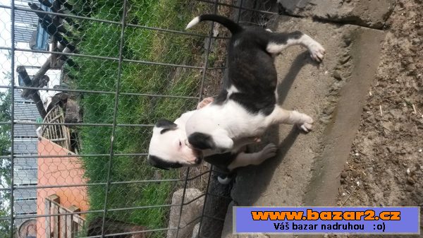 Pitbull 