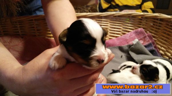 Prodám štěňátka Biewer terrier