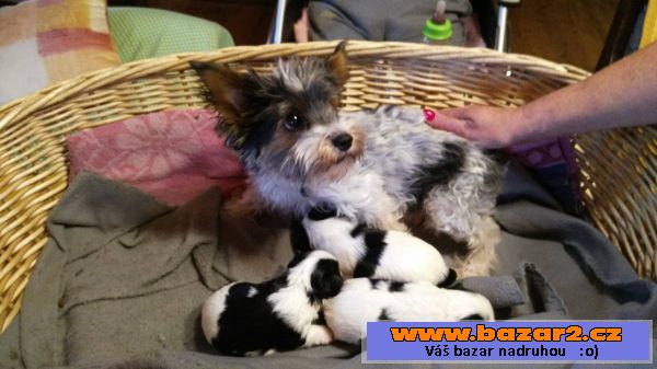 Prodám štěňátka Biewer terrier