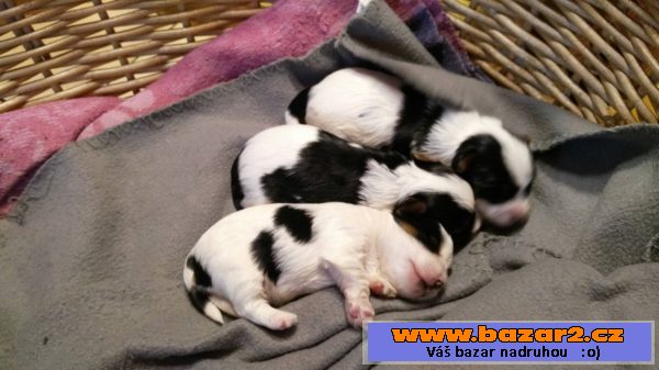 Prodám štěňátka Biewer terrier