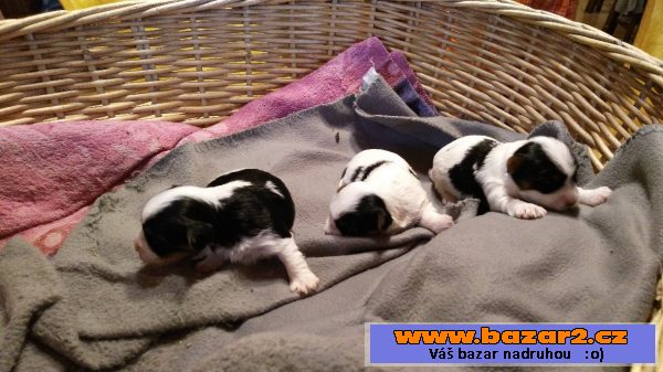 Prodám štěňátka Biewer terrier
