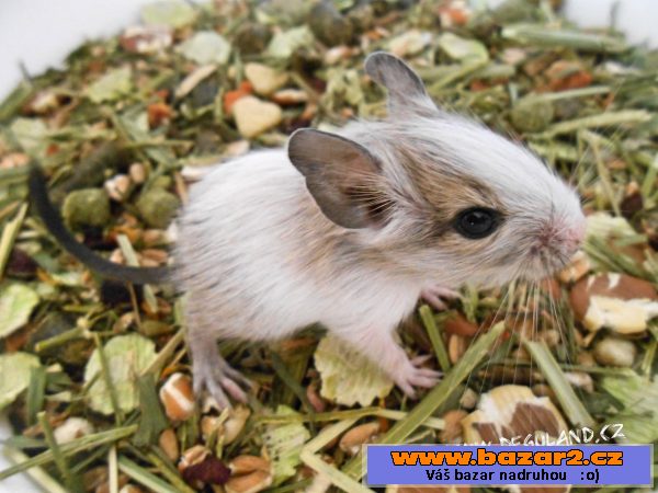 Strakatý osmák degu - Deguland