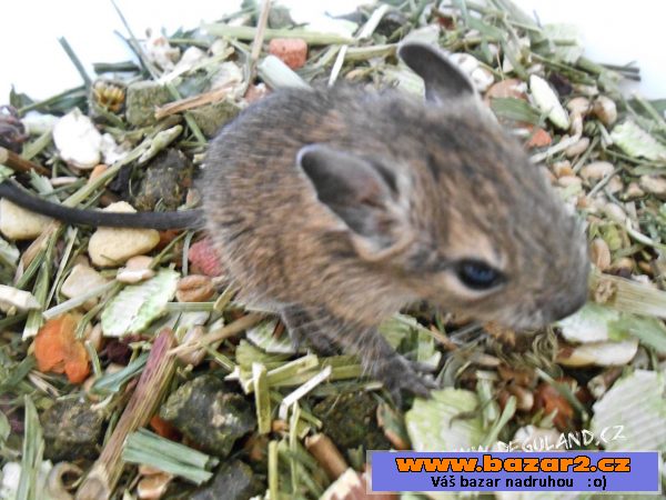 Strakatý osmák degu - Deguland