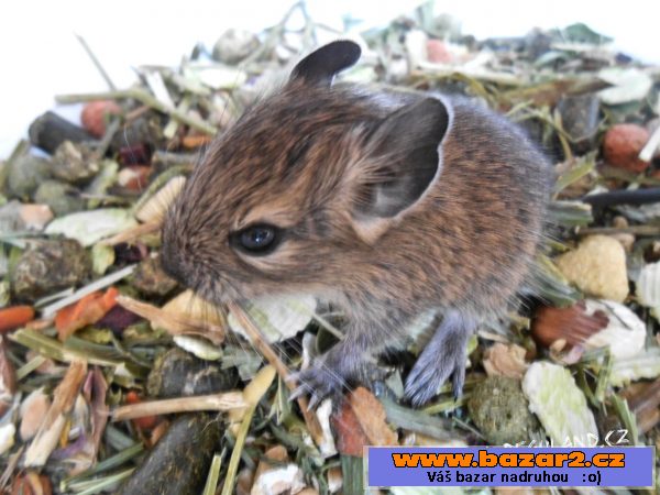 Strakatý osmák degu - Deguland