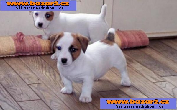 Jack Russell štěňátka s PP