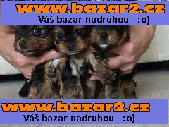 Yorkshire terrier s PP