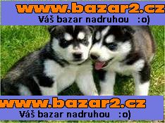  Sibiřský husky s PP