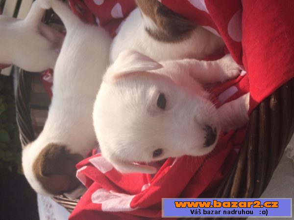 Štěňátko  -Jack russell teriéra