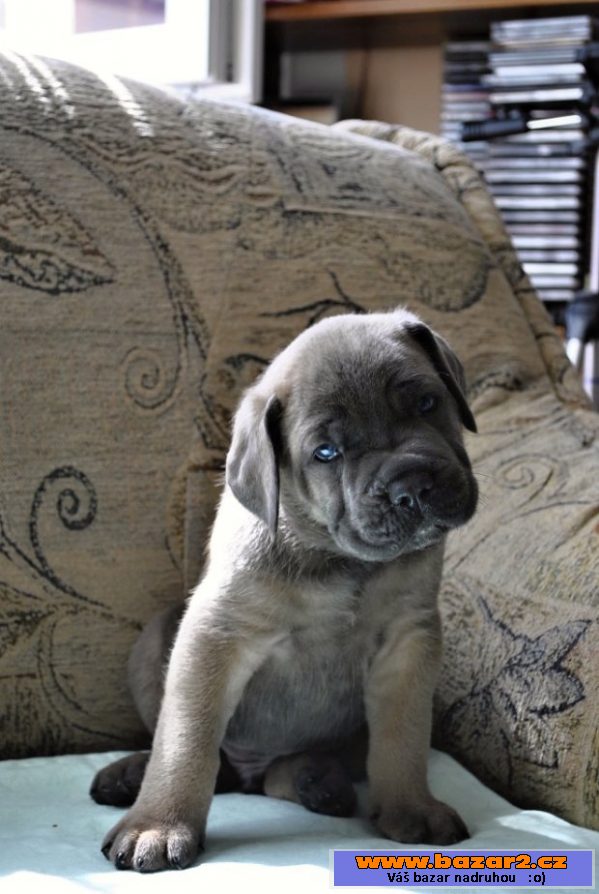 Prodám štěňata Cane corso s PP