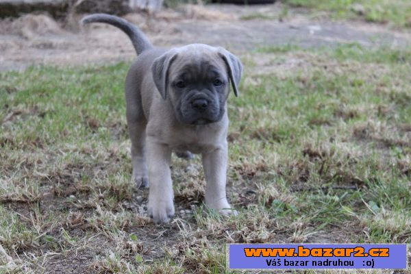 Prodám štěňata Cane corso s PP