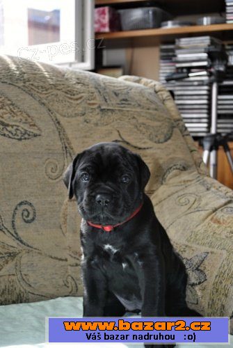 Prodám štěňata Cane corso s PP