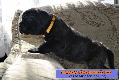 Prodám štěňata Cane corso s PP