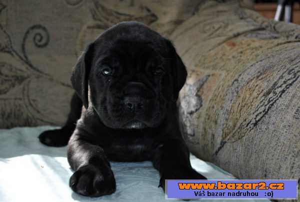 Prodám štěňata Cane corso s PP