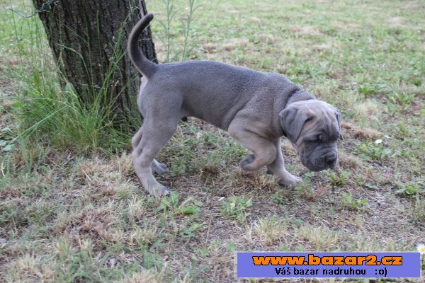 Prodám štěňata Cane corso s PP