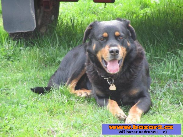 Beauceron