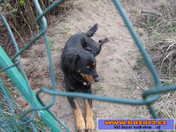 Beauceron