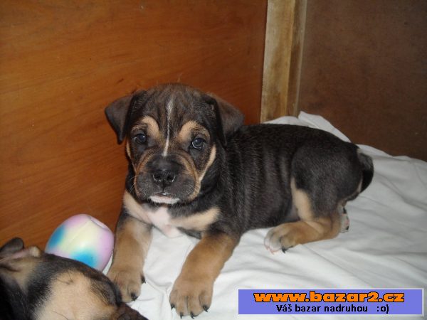 Mallorská doga, Perro de Presa Mall