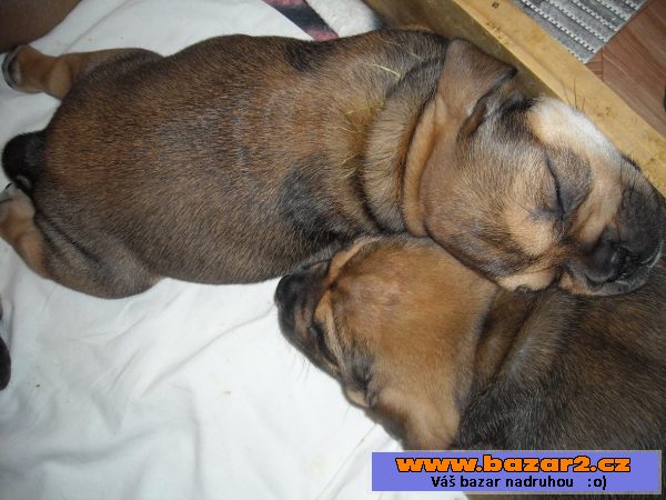 Mallorská doga, Perro de Presa Mall