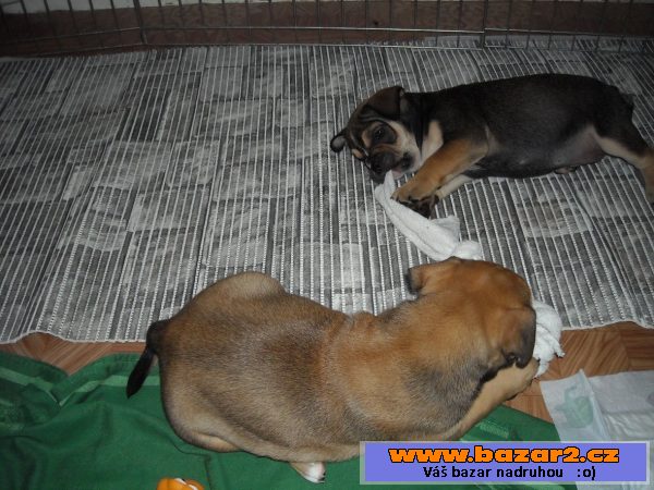 Mallorská doga, Perro de Presa Mall