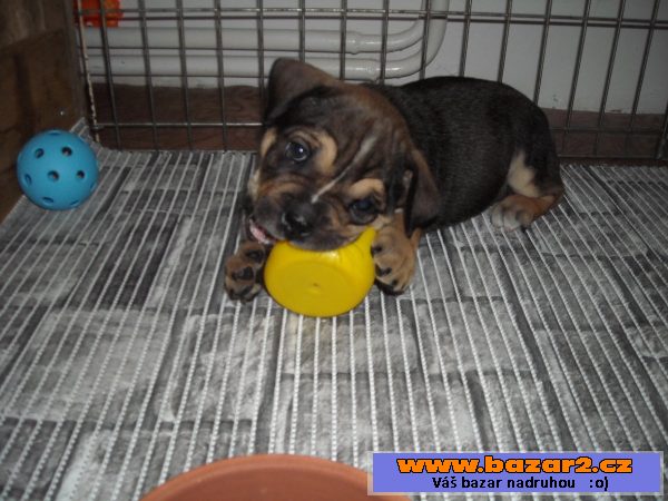 Mallorská doga, Perro de Presa Mall
