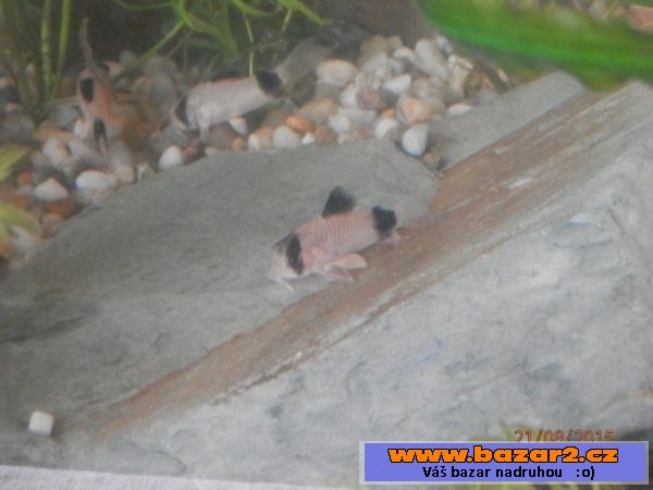Corydoras fešáček Panda
