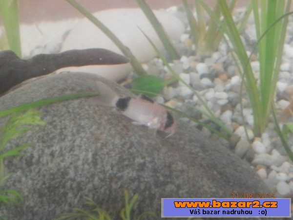 Corydoras fešáček Panda