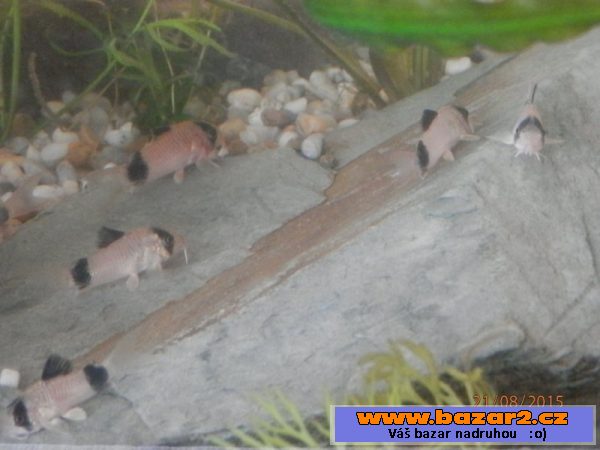 Corydoras fešáček Panda