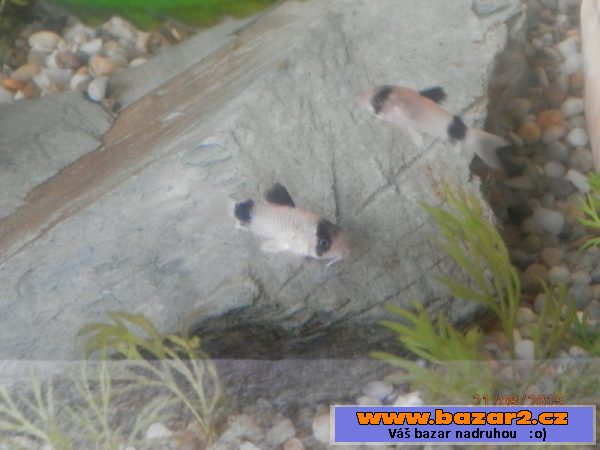 Corydoras fešáček Panda
