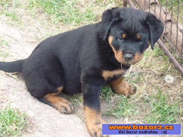 Rottweiler, Rotvajler