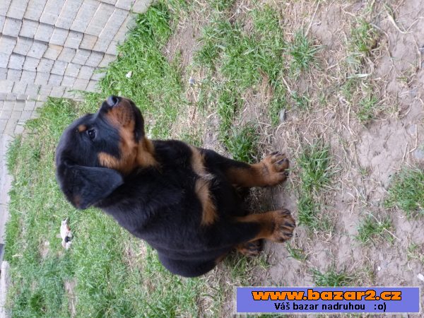 Rottweiler, Rotvajler