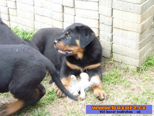 Rottweiler, Rotvajler