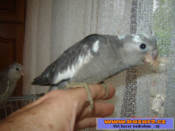 náhled