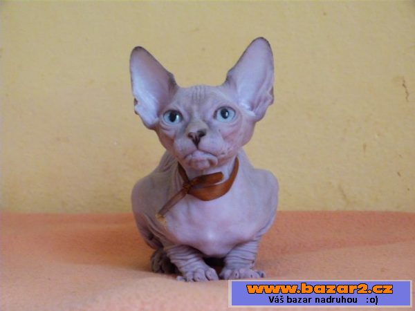Kanadský Sphynx bez PP-kocourci
