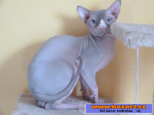 Kanadský Sphynx bez PP-kocourci