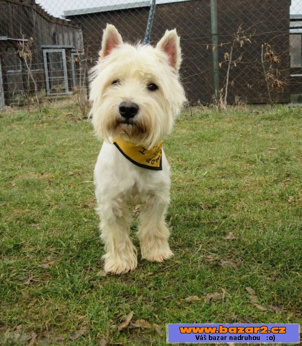 West highland white teriér