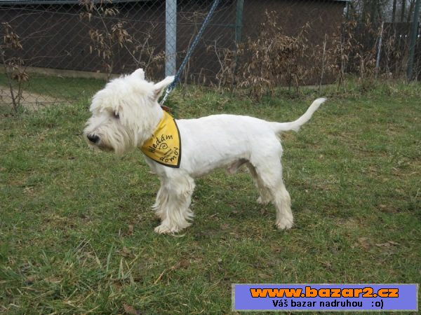 West highland white teriér