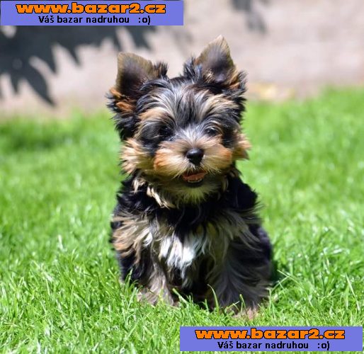 yorkshire terrier s PP 