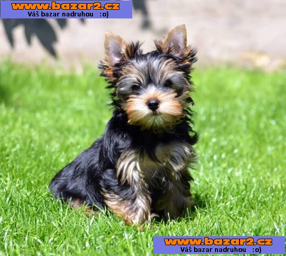 yorkshire terrier s PP 