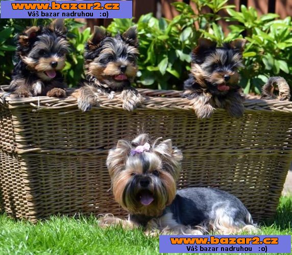 yorkshire terrier s PP 