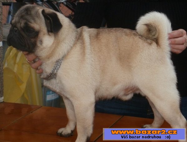Mops - nabízím na krytí 2 psy