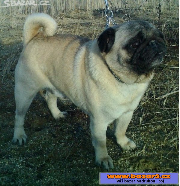 Mops - nabízím na krytí 2 psy