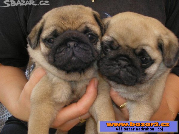 Mops - nabízím na krytí 2 psy