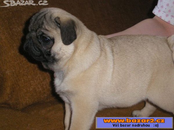 Mops - nabízím na krytí 2 psy