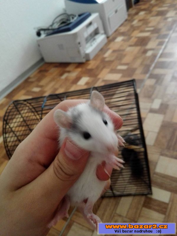 Mladí potkánci darování