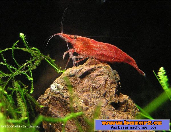 Krevety Red cherry