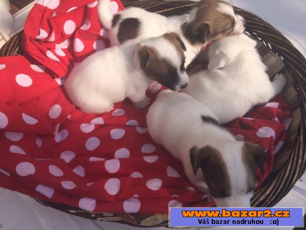 -Jack russell teriéra štěně 