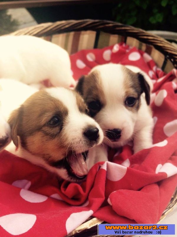 -Jack russell teriéra štěně 