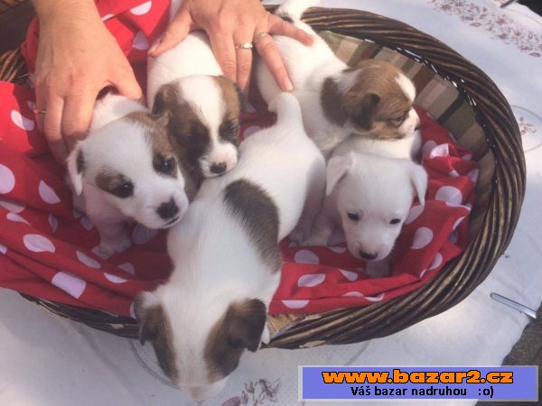 -Jack russell teriéra štěně 