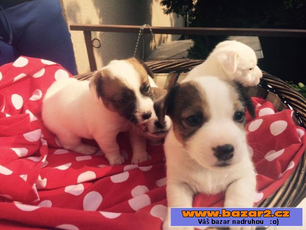 -Jack russell teriéra štěně 